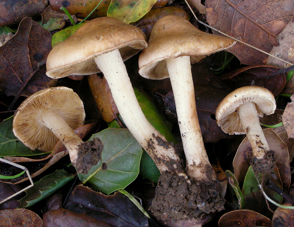 Gefleckter Ri pilz INOSPERMA MACULATUM SYN INOCYBE MACULATA 