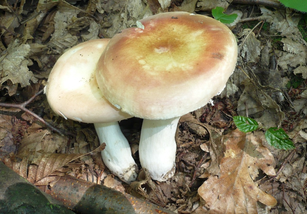 Morgenrottäubling, Netzflockiger Rosa-Täubling, Rosa Täubling, Großer Rosa  Täubling (RUSSULA AURORA (SYN. RUSSULA VELUTIPES, RUSSULA ROSEA)