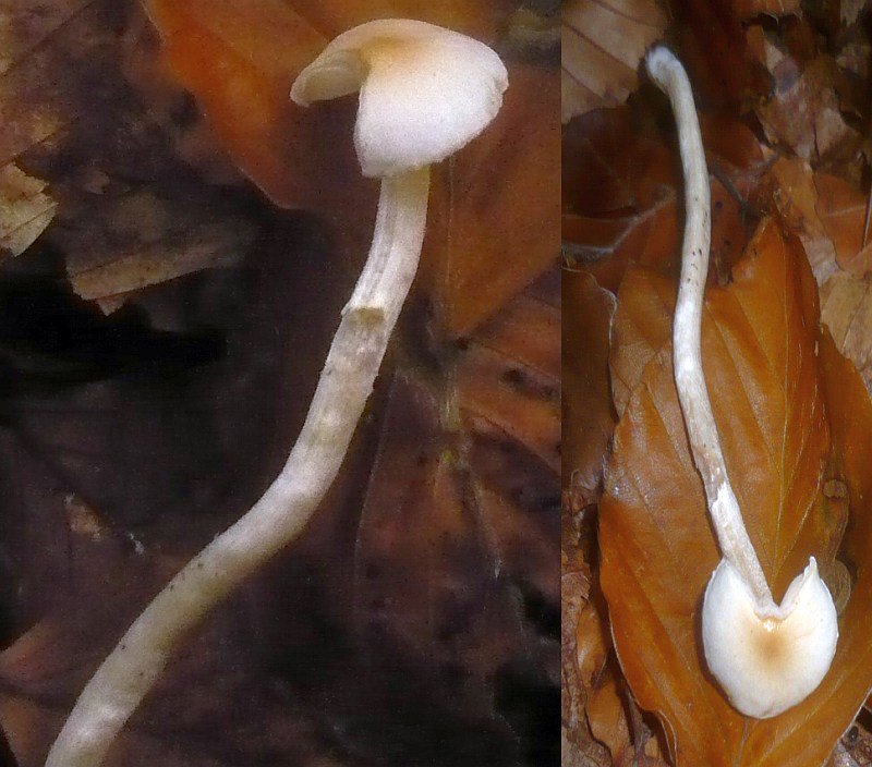 Orangefalber Schneckling, Seidiggerandeter Schneckling, Weißbrauner  Schneckling (HYGROPHORUS UNICOLOR SYN. HYGROPHORUS LEUCOPHAEUS)