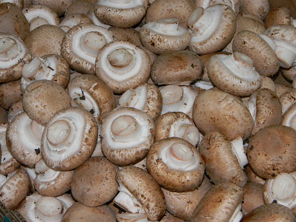 BISPORUS) Champignon, Kulturchampignon Zweisporiger Zuchtchampignon, Champignon, Brauner (AGARICUS Zuchtegerling,