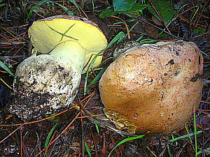 Pilzsuche Pilze Bestimmen Mit Der Pilzsuchmaschine Nach Makroskopischen Merkmalen Finde Hier Deinen Pilz